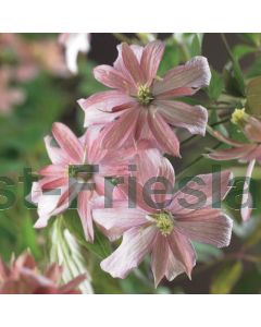 Clematis mont. 'Broughton Star' 75 cm C2