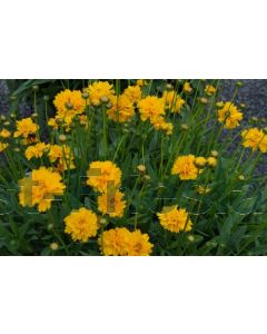 Coreopsis grand. 'Early Sunrise' P9 / 24 per kist