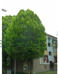 Carpinus bet. 'Fastigiata' 6/8 kw beveerd