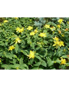 Hypericum calycinum P9 / 24 per kist