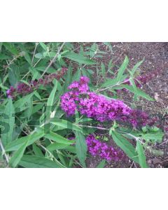 Buddleja dav. 'Nanho Purple' C3