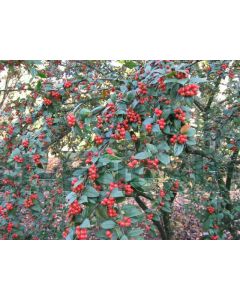 Cotoneaster franchetii 60-80 cm kw 2-3 tak, bos á 25 stuks