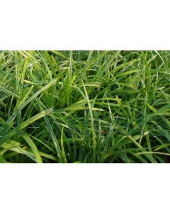 Carex mor. 'Irish Green' C5