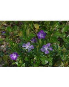 Vinca major P9 / 24 per kist