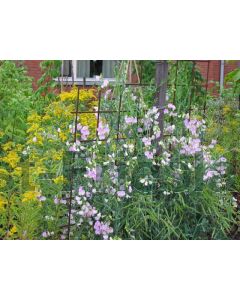 Lathyrus latifolius 'Pink Pearl' P9 / 24 per kist