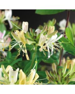 Lonicera per. 'Belgica Select' 75 cm C2