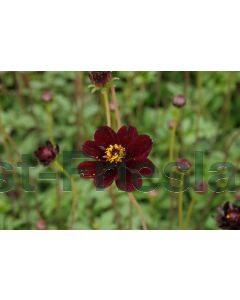 Cosmos atrosanguineus P9 / 24 per kist