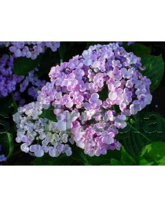 Hydrangea m. 'Ayesha' C2