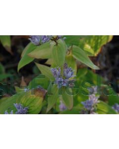 Tricyrtis hirta P9 / 24 per kist