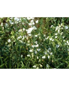 Lathyrus latifolius 'White Pearl' P9 / 24 per kist