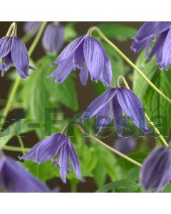 Clematis macropetala 75 cm C2