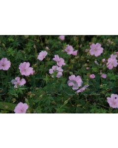 Geranium sang. 'Striatum' P9 / 24 per kist