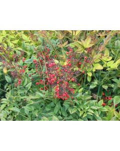 Nandina domestica 125-150 cm kluit