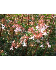 Abelia grandiflora 30-40 cm C4