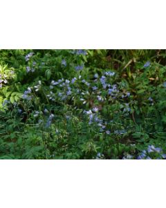 Polemonium reptans 'Blue Pearl' P9 / 24 per kist