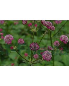 Astrantia maj. 'Claret' P9 / 24 per kist