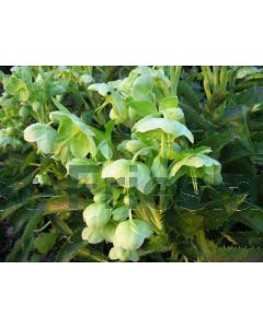 Helleborus argutifolius C2