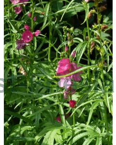 Sidalcea oregana 'Brilliant' P9 / 24 per kist