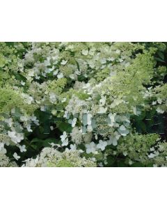 Hydrangea pan. 'Brussels Lace' C3