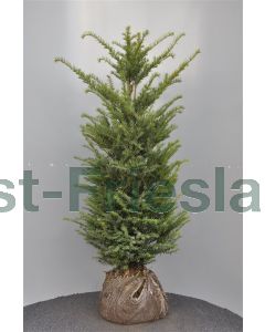 Taxus baccata 100-120 cm kluit