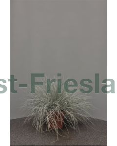 Festuca glauca 'Intens blue' C2