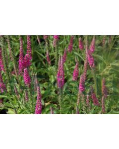 Veronica spicata 'Rotfuchs' P9 / 24 per kist