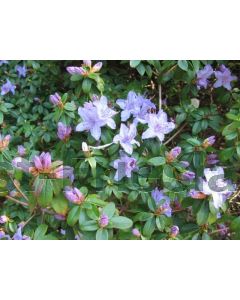 Rhododendron 'Blue Tit' 20-25 cm C3