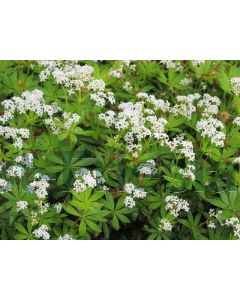 Galium odoratum P9 / 24 per kist