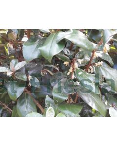 Elaeagnus ebbingei b120 cm x h155 cm haagelement