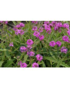 Verbena rigida C3