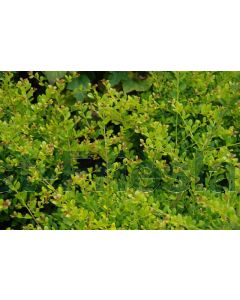 Ilex crenata 'Golden Gem' 30-40 cm C3