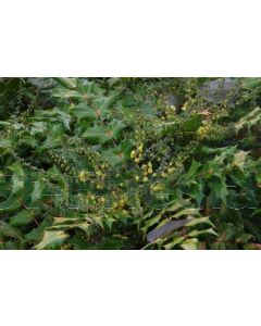 Mahonia bealei 'Hivernant' 40-60 cm C3