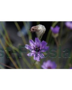 Catananche caerulea 'Major' P9 / 24 per kist