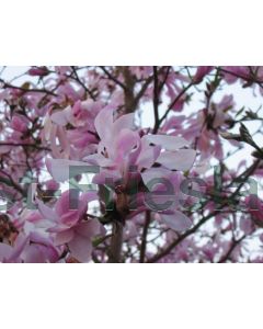 Magnolia loebneri 'Leonard Messel' 80-100 cm C7.5