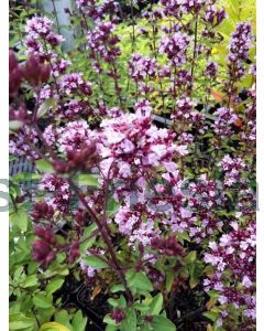 Origanum laevigatum 'Herrenhausen' P9 / 24 per kist