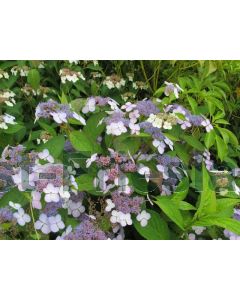 Hydrangea serr. 'Forgetmenot' C2