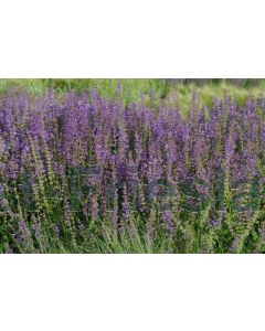 Salvia pratensis P9 / 24 per kist