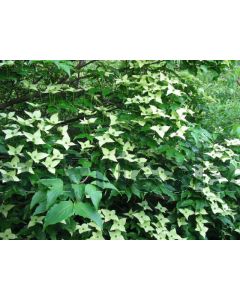 Cornus kousa 'Milky Way' 80-100 cm C7.5