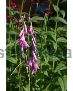 Dierama pulcherrimum P9 / 24 per kist