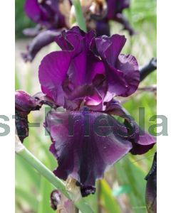 Iris (G) 'Superstition' P9 / 24 per kist