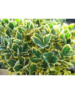 Euonymus j. 'Ovatus Aureus' C5