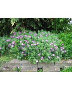 Geranium sanguineum P9 / 24 per kist