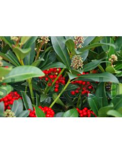 Skimmia jap. 'Pabella' ® C1.5