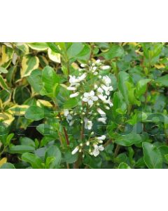 Escallonia 'Iveyi' 80-100 cm C20