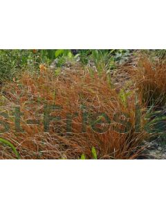 Carex testacea 'Prairie Fire' P9 / 24 per kist