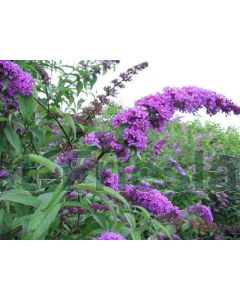 Buddleja dav. 'Border Beauty' C2