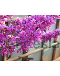 Cercis chinensis 'Avondale' 50-60 cm C10