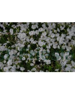 Phlox (S) 'White Delight' P9 / 24 per kist