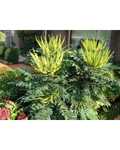 Mahonia media 'Winter Sun' C3