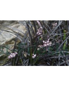 Ophiopogon planiscapus 'Niger' C3